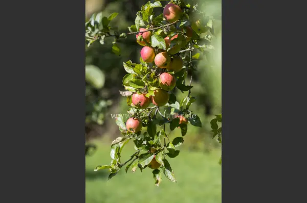 Fokus-Natur Bild