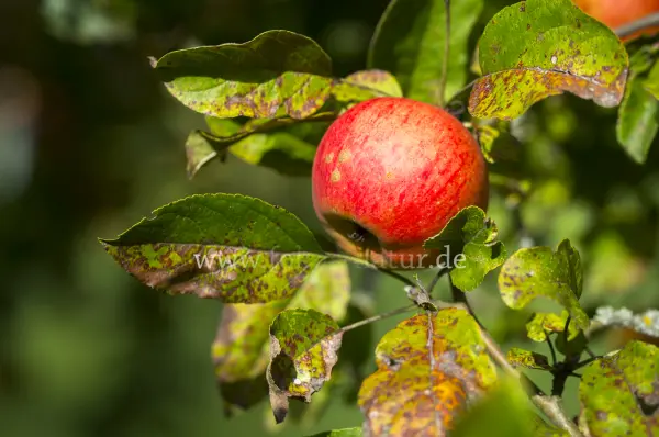 Fokus-Natur Bild
