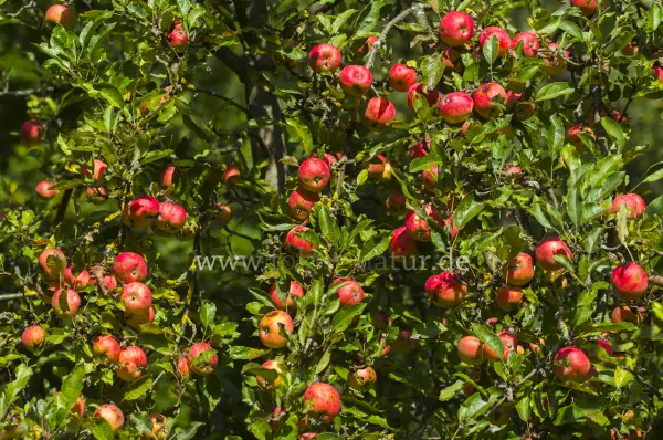 Fokus-Natur Bild