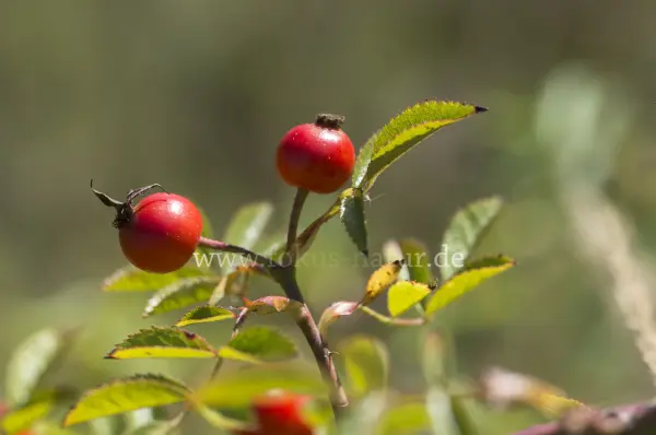 Fokus-Natur Bild