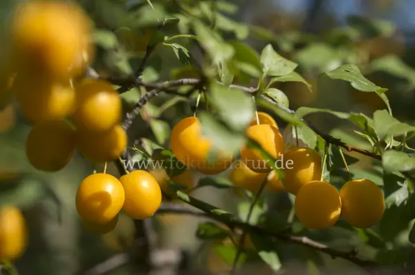Fokus-Natur Bild