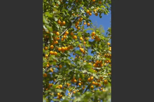 Fokus-Natur Bild