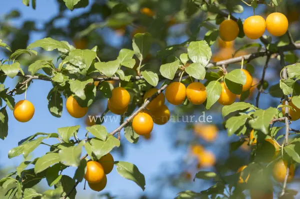 Fokus-Natur Bild