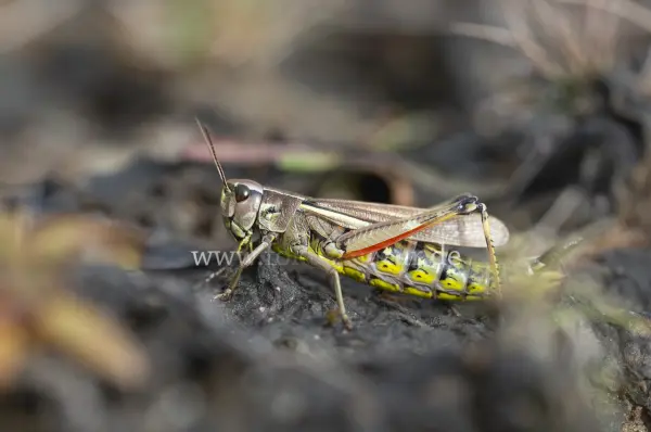 Fokus-Natur Bild