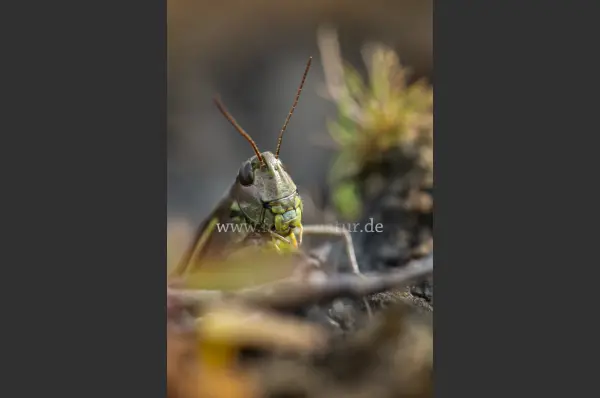 Fokus-Natur Bild