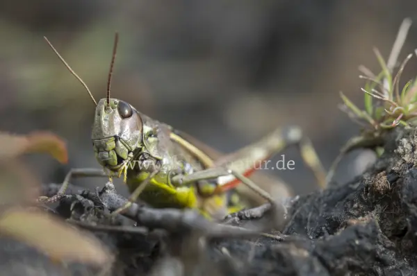 Fokus-Natur Bild