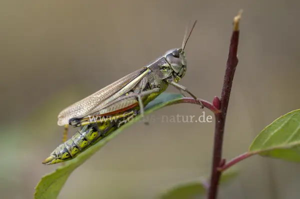 Fokus-Natur Bild