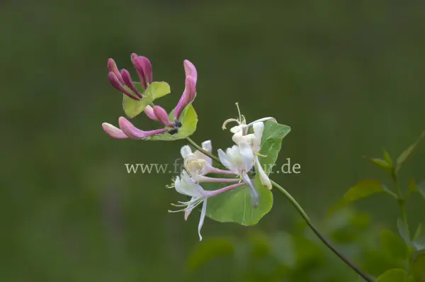Fokus-Natur Bild