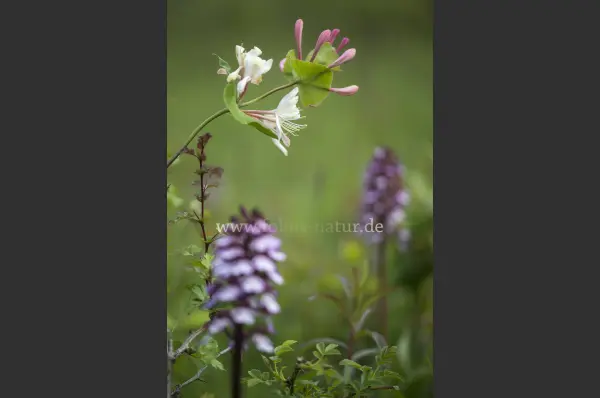 Fokus-Natur Bild