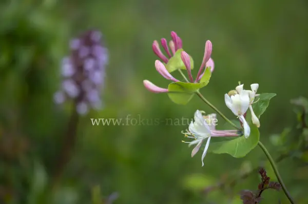 Fokus-Natur Bild