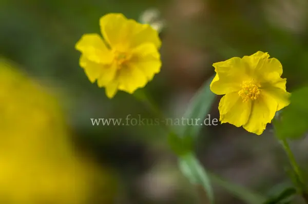 Fokus-Natur Bild