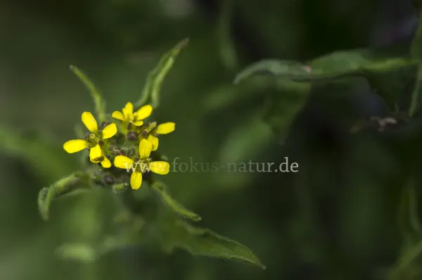 Fokus-Natur Bild