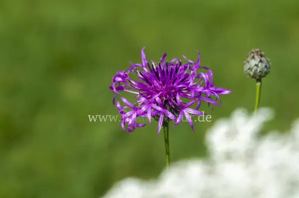 Fokus-Natur Bild