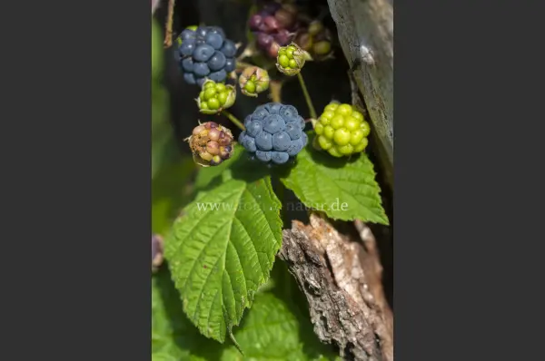 Fokus-Natur Bild
