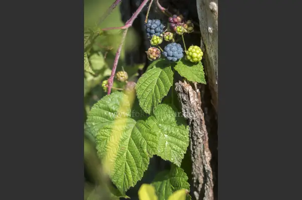 Fokus-Natur Bild