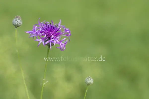 Fokus-Natur Bild