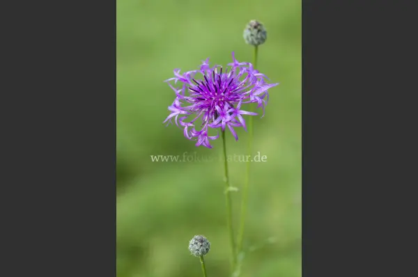 Fokus-Natur Bild