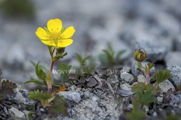 Fokus-Natur Bild