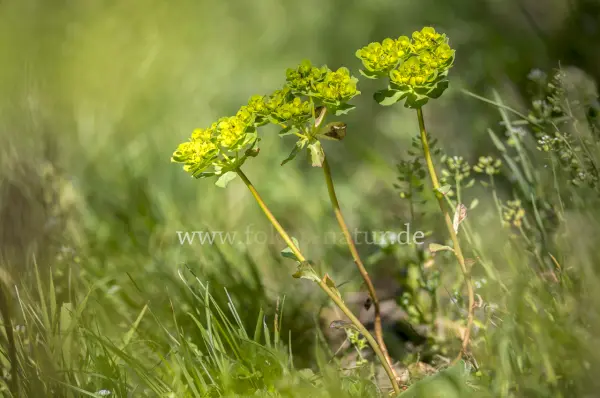 Fokus-Natur Bild