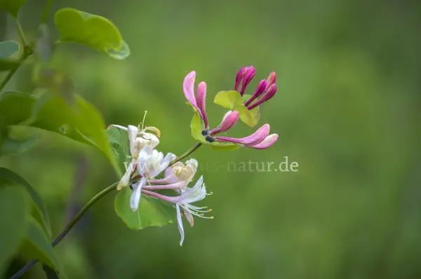 Fokus-Natur Bild