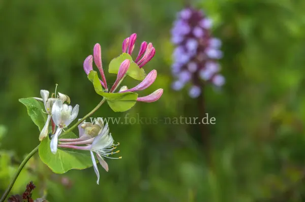 Fokus-Natur Bild