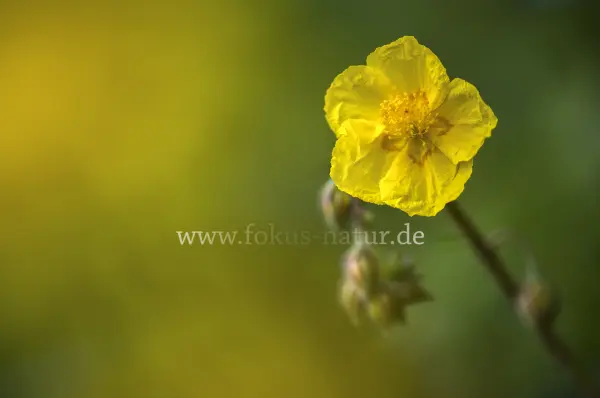 Fokus-Natur Bild