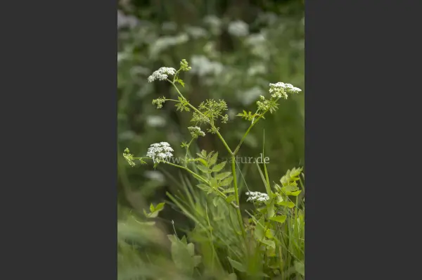 Fokus-Natur Bild