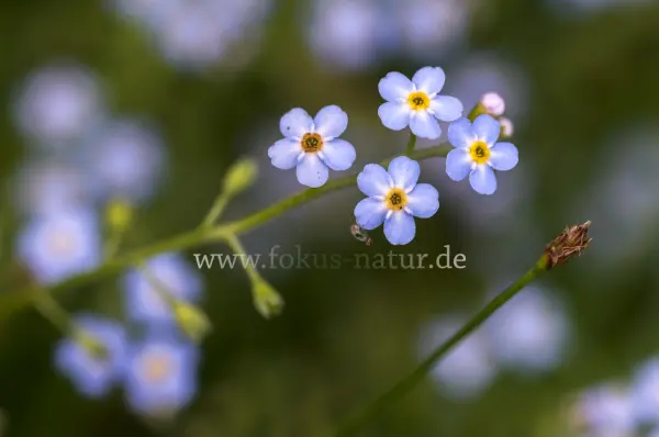 Fokus-Natur Bild