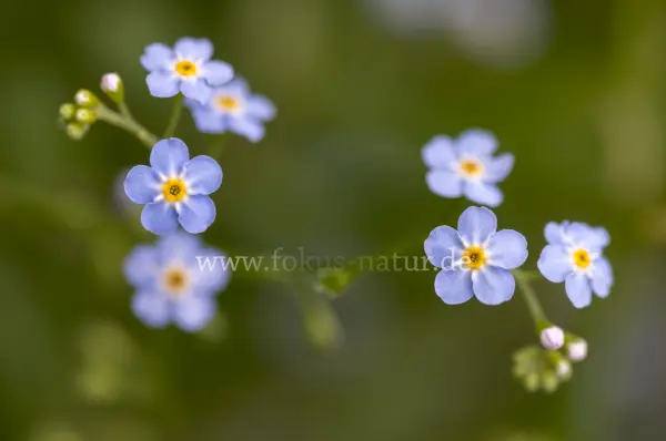 Fokus-Natur Bild
