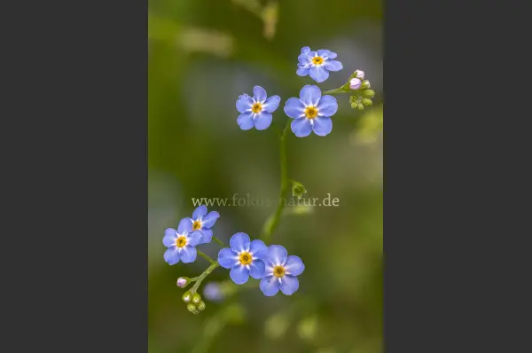Fokus-Natur Bild
