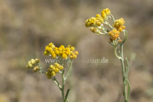 Fokus-Natur Bild