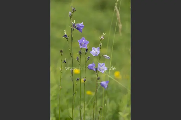 Fokus-Natur Bild
