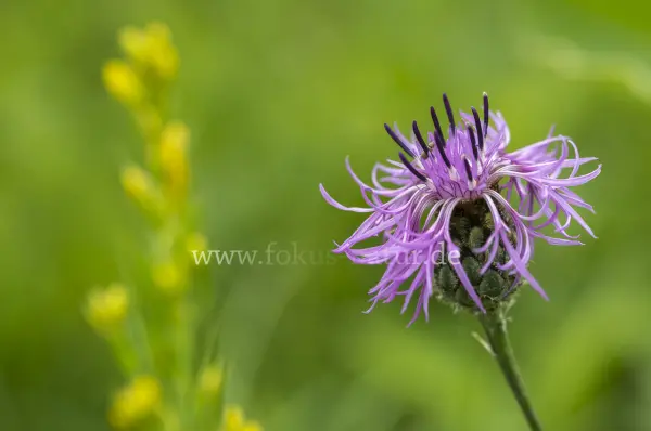 Fokus-Natur Bild