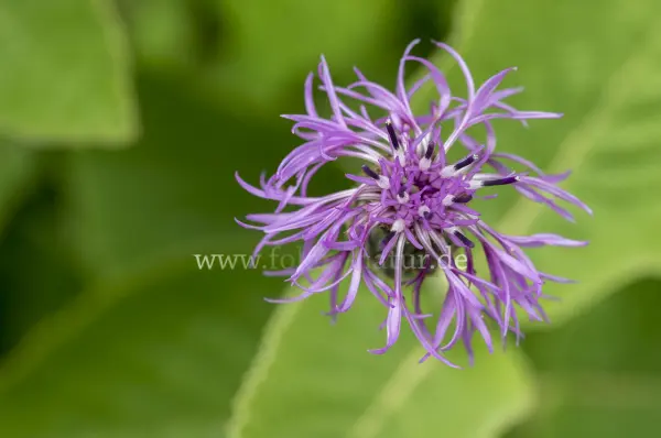 Fokus-Natur Bild