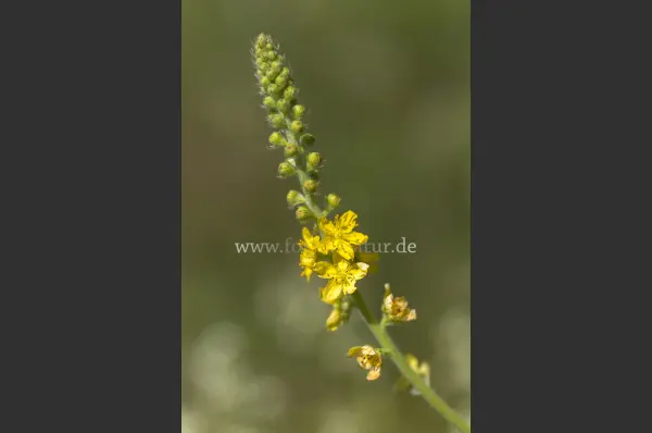 Fokus-Natur Bild