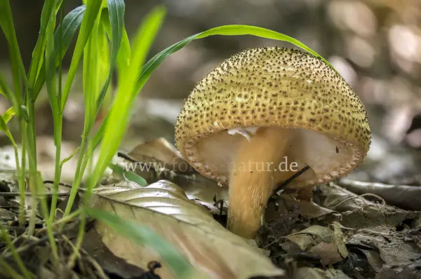 Fokus-Natur Bild