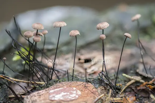 Fokus-Natur Bild
