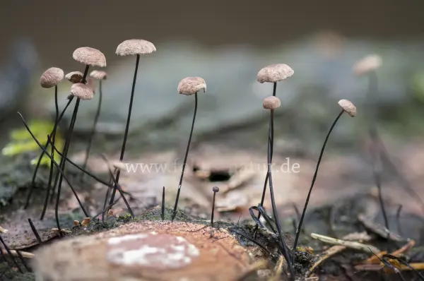 Fokus-Natur Bild