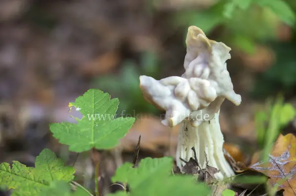 Fokus-Natur Bild