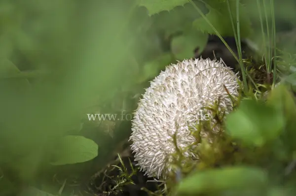 Fokus-Natur Bild