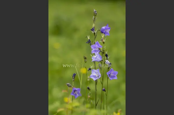 Fokus-Natur Bild