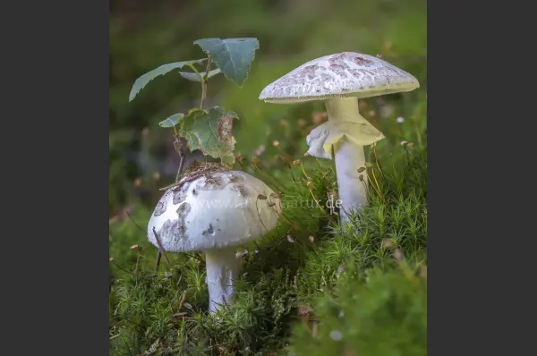 Fokus-Natur Bild