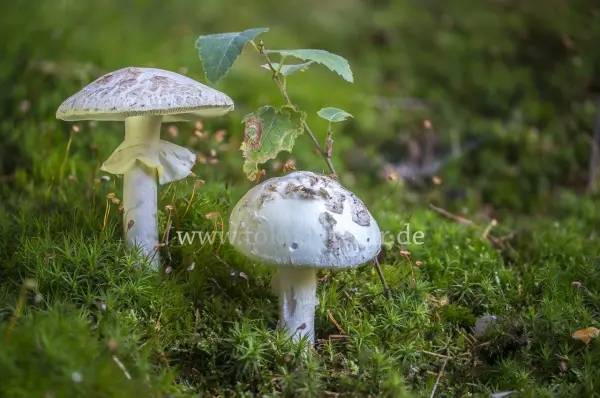 Fokus-Natur Bild