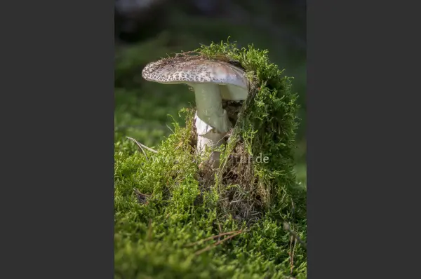 Fokus-Natur Bild