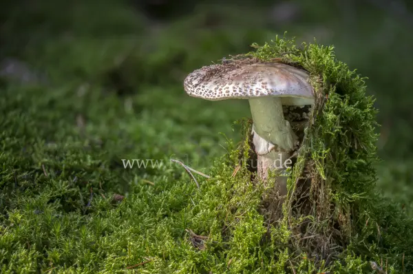 Fokus-Natur Bild
