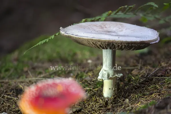 Fokus-Natur Bild