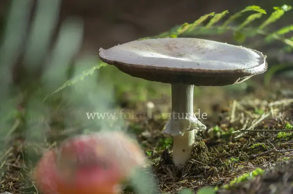 Fokus-Natur Bild