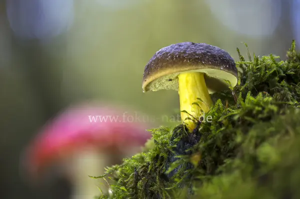 Fokus-Natur Bild