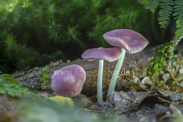 Fokus-Natur Bild