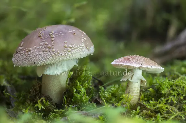 Fokus-Natur Bild